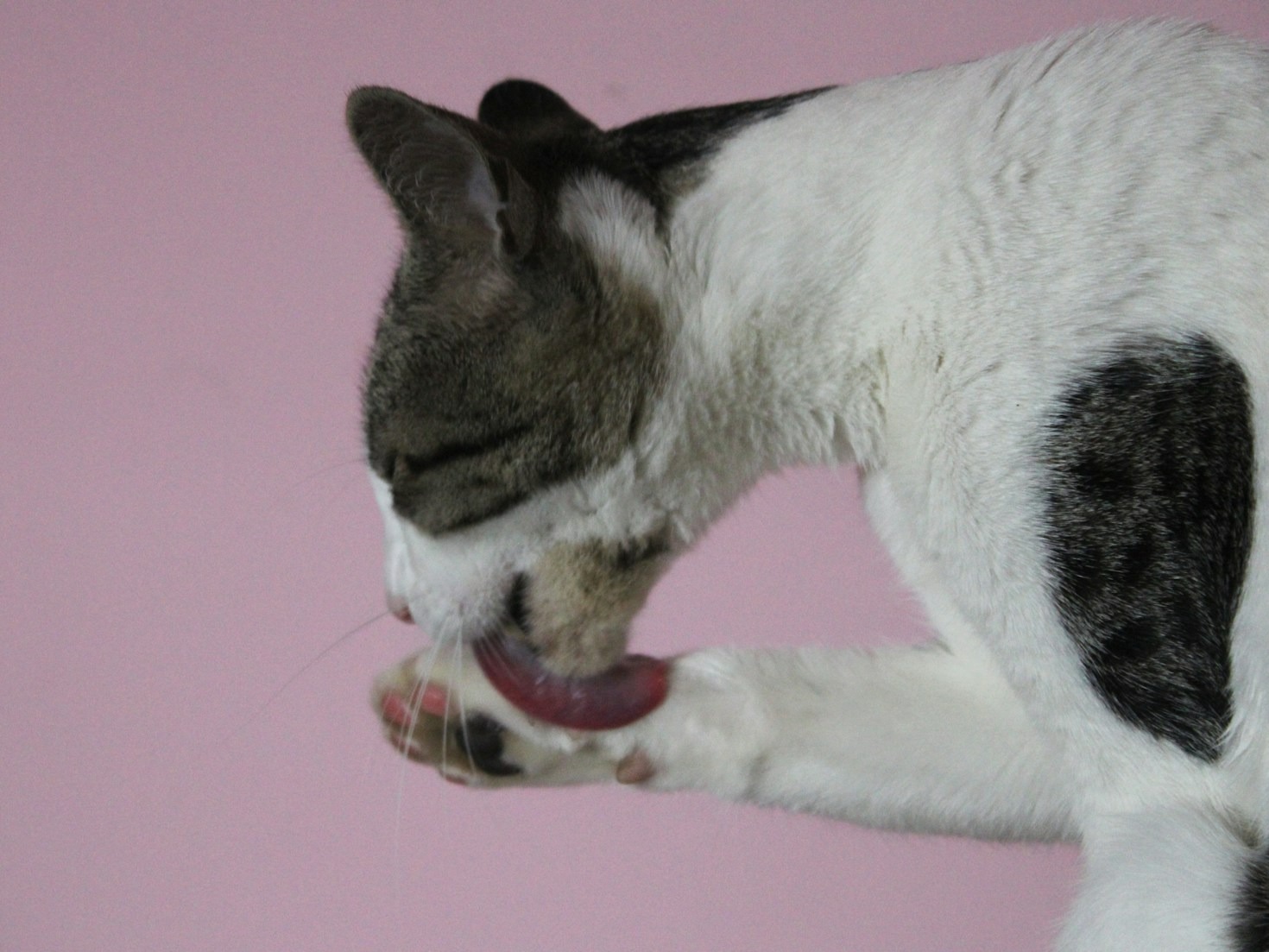 Waarom regelmatige vachtverzorging essentieel is voor katten