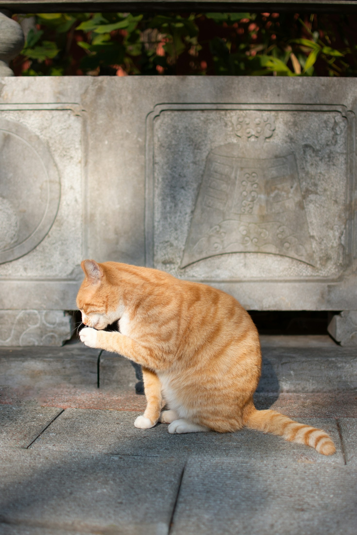 Tips voor een gezonde en glanzende kattenvacht