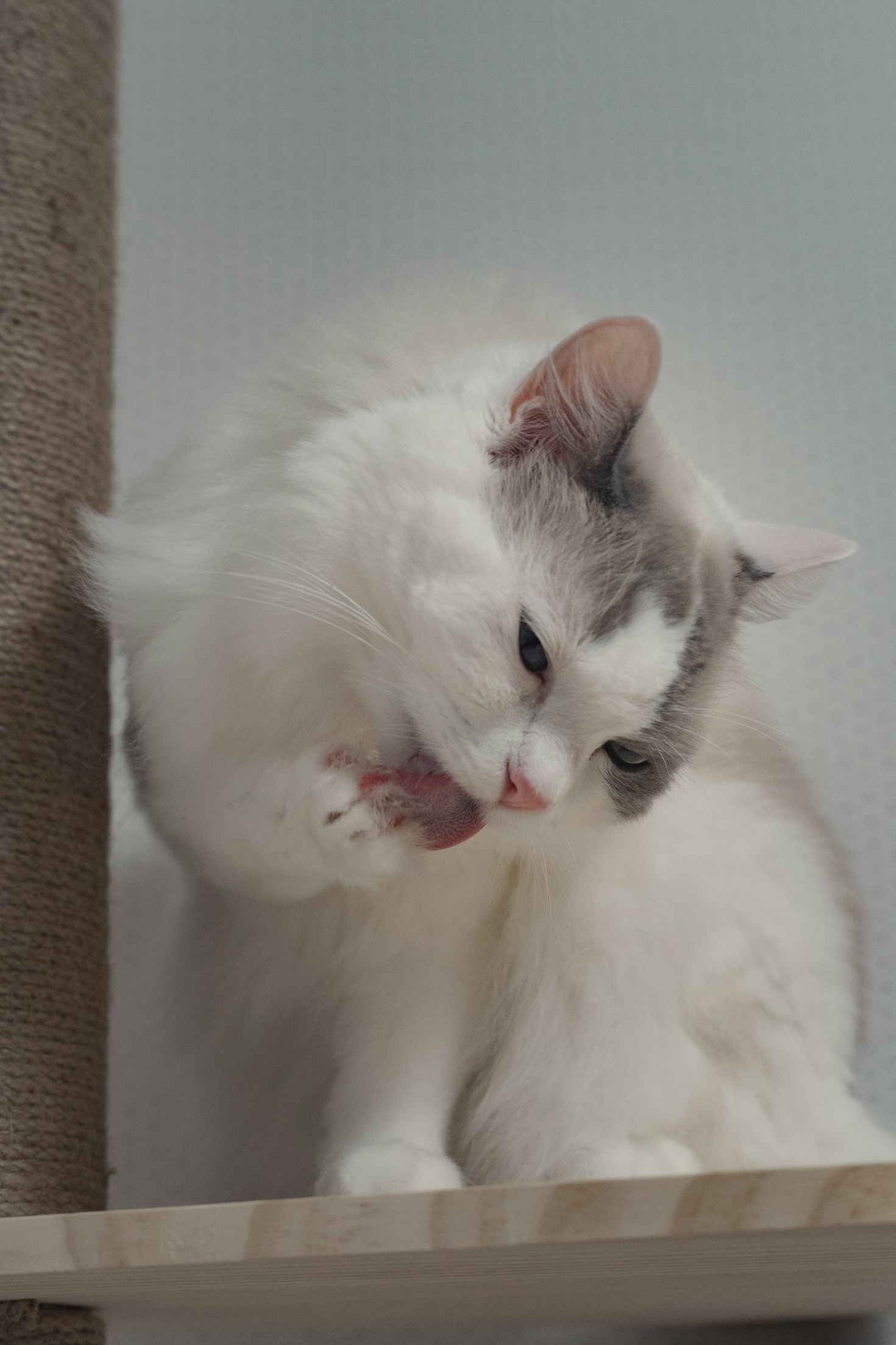 Hoe bereid je je kat voor op een trimbeurt?