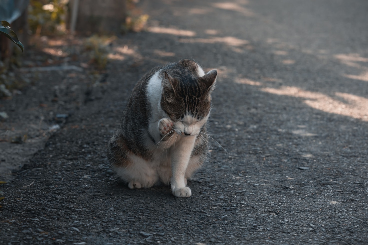 De voordelen van professionele kattentrimservices